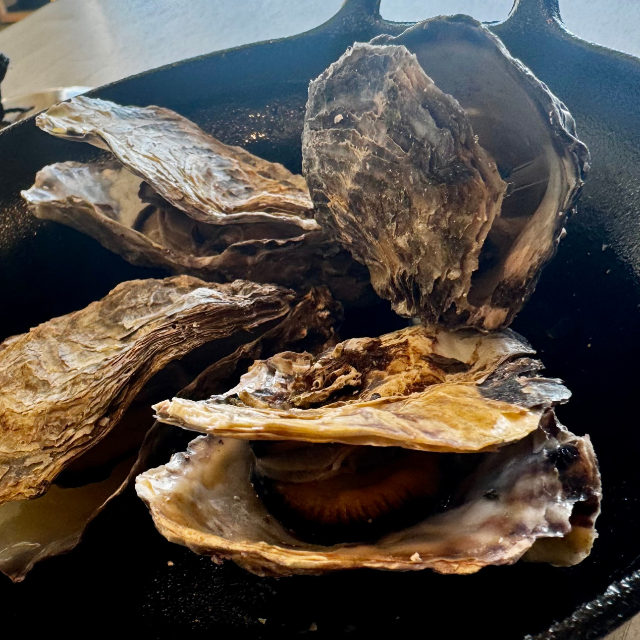 Oysters, Texture, and the Art of Absorbing a Place